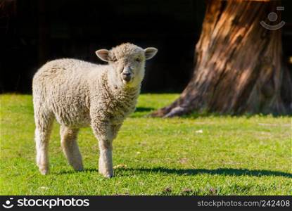 portrait of lamb in the field with black background