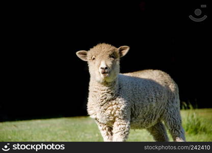 portrait of lamb in the field with black background