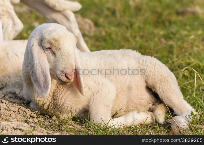 portrait of lamb that is lying in the meadow