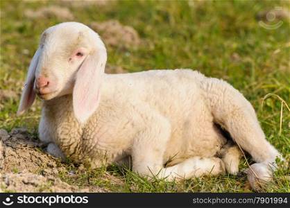 portrait of lamb that is lying in the meadow