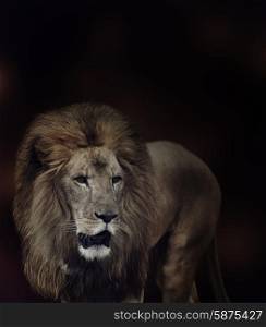 Portrait of Lion on Dark Background