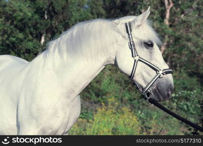 portrait of Lipizzaner horse