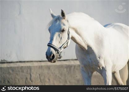 portrait of Lipizzaner horse at white wall background