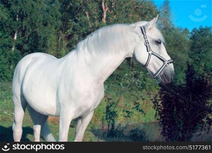 portrait of Lipizzaner horse poseing near lake
