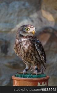 Portrait of Little Burrowing Owl (Athene cunicularia) with Brown Plumage and Yellow Eyes