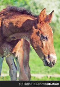 portrait of little chestnut Hanoverian foal