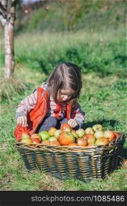 Portrait of little girl looking fresh organic apples in a wicker basket with harvest. Nature and childhood concept. . Little girl looking apples in basket with harvest
