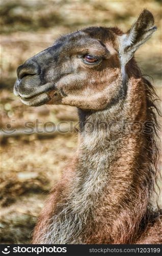 Portrait of Llama