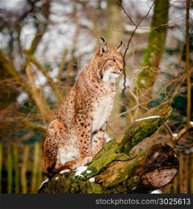 Portrait of lynx in Forest