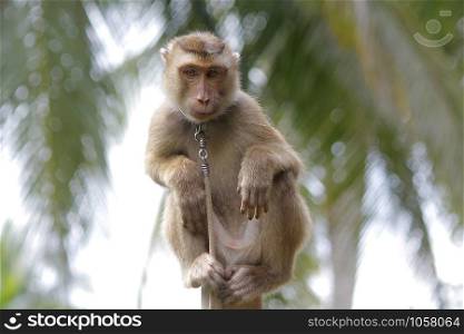 Portrait of macaque monkey with nature background