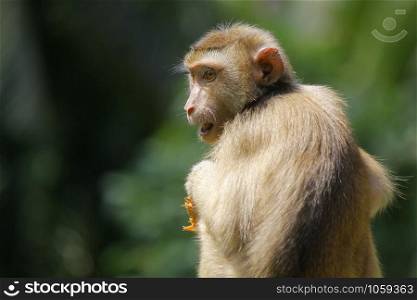 Portrait of macaque monkey with nature background
