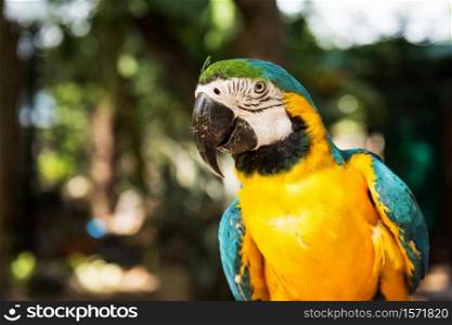 Portrait of macaw parrot bird with natural foliage leaf bokeh. Cute colorful pet with copy space for text. Closeup livestock animal in park