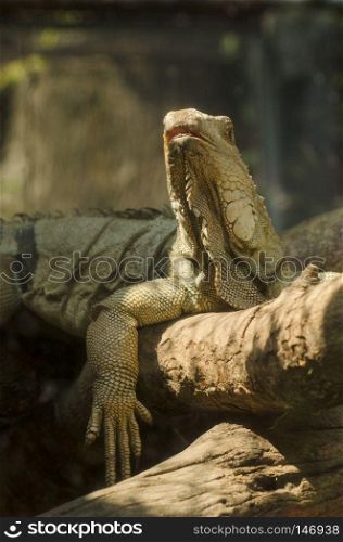 portrait of macro shot on iguana head, Korat, Thailand