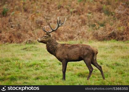 Portrait of majestic powerful adult red deer stag in Autumn Fall forest