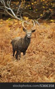 Portrait of majestic powerful adult red deer stag in Autumn Fall forest