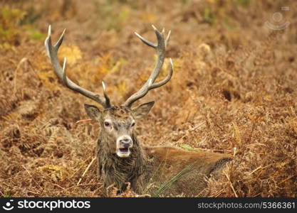 Portrait of majestic powerful adult red deer stag in Autumn Fall forest