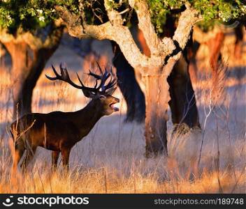 Portrait of majestic powerful adult red deer stag in autumn meadow.