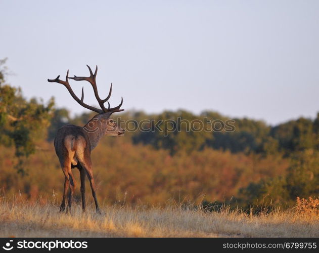 Portrait of majestic powerful adult red deer stag in autumn meadow.&#xA;