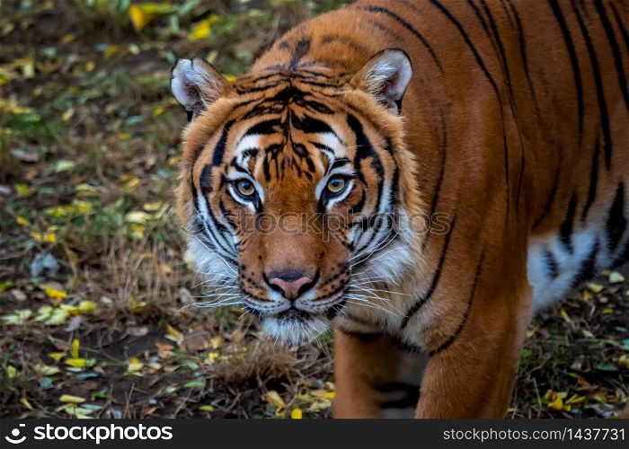 Portrait of Malayan tiger Panthera tigris jacksoni.. Portrait of Malayan tiger Panthera tigris jacksoni