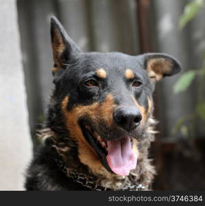 Portrait of mature dog sitting on the backyard