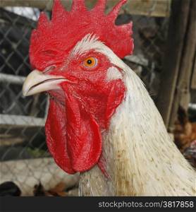 Portrait of mature yellow rooster on the poultry yard