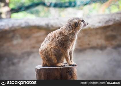 Portrait of Meerkat surricata sitting stump wood