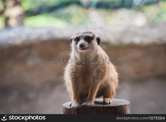 Portrait of Meerkat surricatas sitting Stump wood