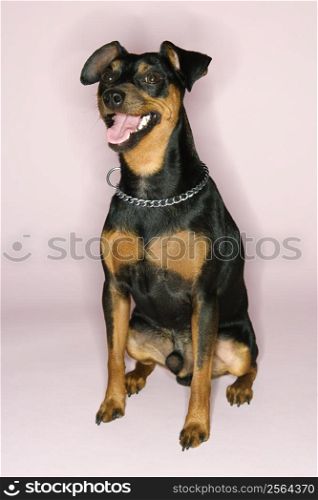 Portrait of Miniature Pinscher sitting with mouth open against pink background.