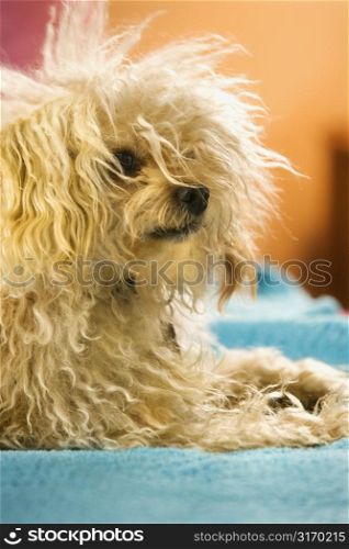 Portrait of mixed breed dog looking off to side.