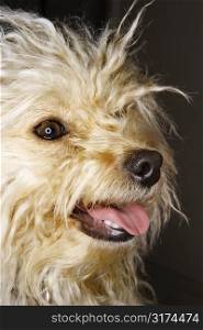 Portrait of mixed breed dog smiling.