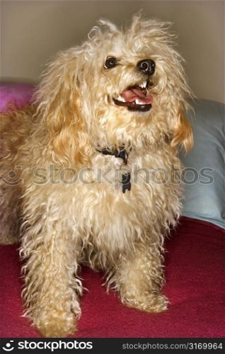 Portrait of mixed breed dog smiling at viewer.