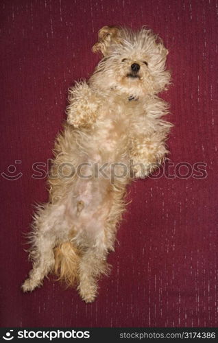 Portrait of mixed breed dog smiling at viewer.