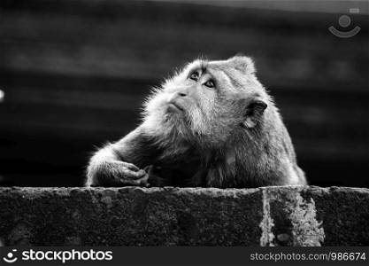 Portrait of monkey in the wild in Bali jungle, black and white portrait. Portrait of monkey in the wild in Bali jungle, black and white
