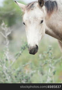 Portrait of moveing half-wild mare. liberty, Israel