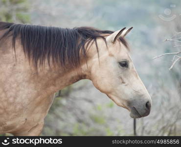 Portrait of moveing half-wild mare. liberty, Israel