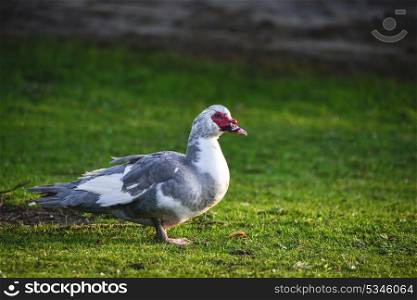 Portrait of Muscovy Duck Cairina Moschata walking on grass