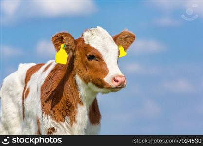 Portrait of newborn european calf with blue sky