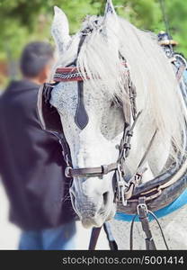 portrait of nice carriage white horse, Andalusia, Spain