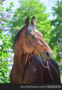 portrait of nice horse near lilac flower