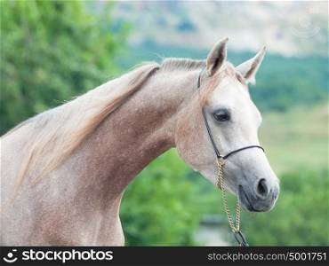 portrait of nice young arabian mare