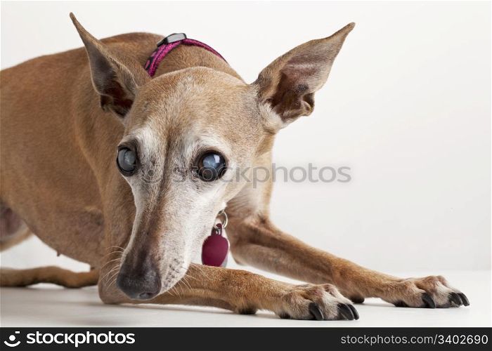 portrait of old blind dog, Italian Greyhound, lying down, focus on eyes with cataract