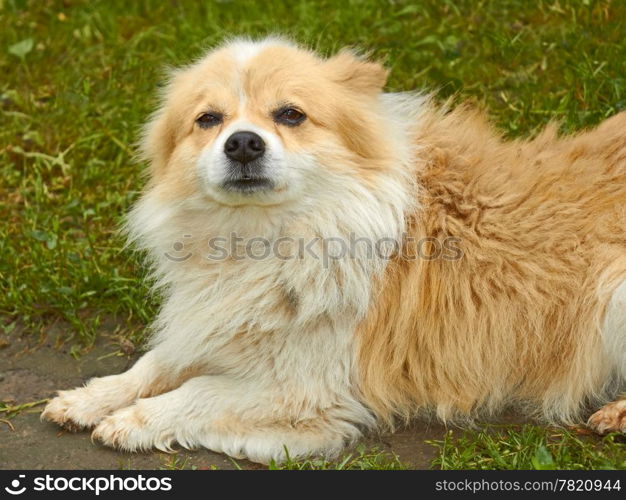 Portrait of old dog outdoors on green grass background