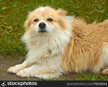 Portrait of old dog outdoors on green grass background