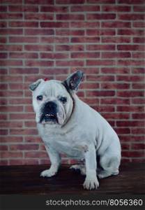 Portrait of old French bulldog with a brick wall background.&#xA;