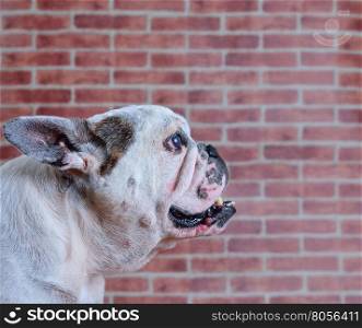 Portrait of old French bulldog with a brick wall background.&#xA;