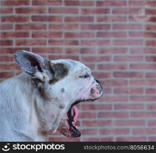 Portrait of old French bulldog with open mouth.