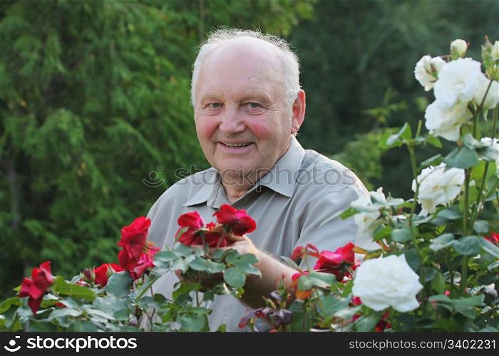 Portrait of old man - grower of roses next to rose bush in his beautiful garden.