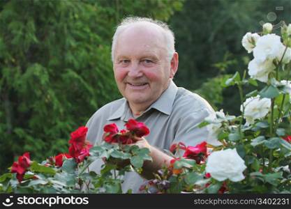 Portrait of old man - grower of roses next to rose bush in his beautiful garden.