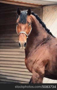 portrait of Oldenburg stallion at stable background