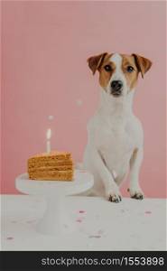 Portrait of one year old brown and white jack russel terrier dog poses near table, blows candle on appetizing birthday cake, has party at home, isolated on pink background. Domestic animals and pets.